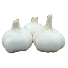 Hot sales new garlic fresh chinese pure white garlic